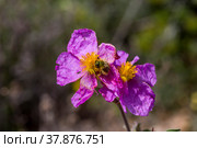 A useful shrub (Cistus creticus, Cistus incanus) and beetle (Tropinota hirta) close-up. Стоковое фото, фотограф Татьяна Ляпи / Фотобанк Лори