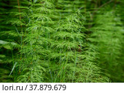 Хвощ полевой (Equisetum arvense) в летний день. крупный план с выборочным фокусом. Стоковое фото, фотограф Ольга Соколова / Фотобанк Лори