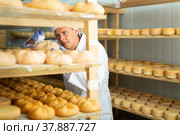 Cheesemaker checking aging process of cheese in maturing chamber. Стоковое фото, фотограф Яков Филимонов / Фотобанк Лори