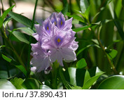 Water hyacinth Eichornia (Eichornia crassipes) in an artificial pond. Стоковое фото, фотограф Irina Opachevsky / Фотобанк Лори