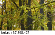 Петергоф осенью, лиственницы на аллее Нижнего парка. Peterhof in autumn, larches on the alley of the Nizhniy Park. (2021 год). Стоковое видео, видеограф Евгений Романов / Фотобанк Лори