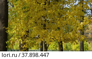 Петергоф осенью, липовая аллея в Нижнем парке. Peterhof in autumn, linden alley in the Nizhniy Park. (2021 год). Редакционное видео, видеограф Евгений Романов / Фотобанк Лори