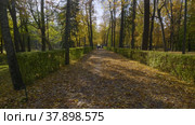 Петергоф, Нижний парк осенью. Марлинская аллея. Peterhof, Nizhniy Park in autumn. Marlin Alley. (2021 год). Редакционное видео, видеограф Евгений Романов / Фотобанк Лори