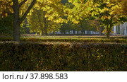 Петергоф, Нижний парк осенью. Каштан и зеленая изгородь. Peterhof, Nizhniy Park in autumn. Chestnut and green hedge. (2021 год). Редакционное видео, видеограф Евгений Романов / Фотобанк Лори