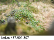 Мох. Стоковое фото, фотограф Олеся Суббота / Фотобанк Лори