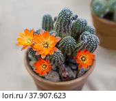 Echinopsis cactus. Стоковое фото, фотограф Юлия Бабкина / Фотобанк Лори