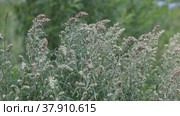 Полынь обыкновенная (Artemisia vulgaris). Куст растения качаются на ветру. Стоковое видео, видеограф Григорий Писоцкий / Фотобанк Лори