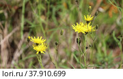 Скерда кровельная (Crepis tectorum). Цветущее растение летом на Ямале. Стоковое видео, видеограф Григорий Писоцкий / Фотобанк Лори