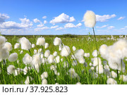 Пушица Шейхцера - Eriophorum scheuchzeric. Растение летом на севере Западной Сибири. Стоковое фото, фотограф Григорий Писоцкий / Фотобанк Лори