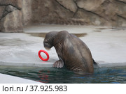 Trained walrus in the zoo by the water. Стоковое фото, фотограф Ирина Вершинская / Фотобанк Лори