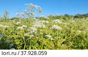 A blooming meadow of white small flowers and weeds in the countryside. Стоковое видео, видеограф Лилия Фролова / Фотобанк Лори