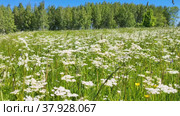 Blooming meadow near the forest. Стоковое видео, видеограф Лилия Фролова / Фотобанк Лори