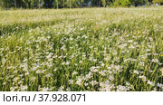 Blooming meadow of white small flowers. Стоковое видео, видеограф Лилия Фролова / Фотобанк Лори