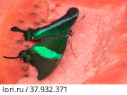 Bright and juicy butterfly on a watermelon. Papilio palinurus. Green butterfly on a red watermelon. Стоковое фото, фотограф Дина Дамоцева / Фотобанк Лори