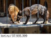 Пара лис в клетке. Стоковое фото, фотограф Виталий Михайлюк / Фотобанк Лори