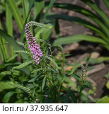 Розовое колосковидное соцветие многолетнего растения вероника колосковая Veronica spicata. Стоковое фото, фотограф Елена Елистратова / Фотобанк Лори