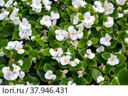 Бегония вечноцветущая (Begonia semperflorens Link & Otto)  с белыми цветками. Стоковое фото, фотограф Ирина Борсученко / Фотобанк Лори