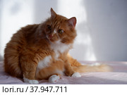 Рыжий кот. Стоковое фото, фотограф Галина Старицкая / Фотобанк Лори