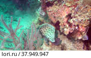 Humpback grouper, panther grouper - Cromileptes altivelis swims next to a coral reef, Oceania, Indonesia, Southeast Asia (2021 год). Стоковое видео, видеограф Куликов Константин / Фотобанк Лори