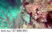 Humpback grouper, panther grouper - Cromileptes altivelis swims next to a coral reef, Oceania, Indonesia, Southeast Asia (2009 год). Стоковое видео, видеограф Куликов Константин / Фотобанк Лори