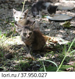 Дикий котик. Стоковое фото, фотограф Палесика Марина / Фотобанк Лори