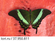 Bright and juicy butterfly on a watermelon. Papilio palinurus. Green butterfly on a red watermelon. Стоковое фото, фотограф Дина Дамоцева / Фотобанк Лори