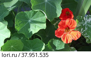 Nasturtium or tropaeolum majus blooms in flower bed and sways in wind. Стоковое видео, видеограф Владимир Григорьев / Фотобанк Лори