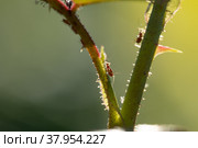 aphid on a rose, a parasite. Стоковое фото, фотограф Типляшина Евгения / Фотобанк Лори