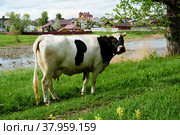 A white cow with black spots on the bank of the river in the village in summer. Houses on the other side. Стоковое фото, фотограф Кристина Сорокина / Фотобанк Лори