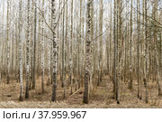Стройные ряды молодой березовой рощицы. Стоковое фото, фотограф Виталий Владимирович Клюшнев / Фотобанк Лори