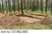 Archaeological excavation in a forest. A large plundering pit dug by archaeologist at an archaeological site. Стоковое фото, фотограф Ivan Murauyou / Фотобанк Лори