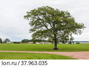 Lonely tree, bench, grass, road, and sky (2016 год). Редакционное фото, фотограф Марина Шабардина / Фотобанк Лори