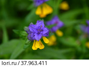 Иван-да-Марья или марьянник дубравный (лат. Melampyrum nemorosum), крупный план. Стоковое фото, фотограф Татьяна Саванькова / Фотобанк Лори