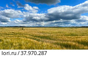 Collective farm fields Russia bread 2022. Стоковое фото, фотограф Nataliya Pogodina / Фотобанк Лори