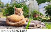 A red-haired cat on a sunny day against the background of a greenhouse. Стоковое видео, видеограф Лилия Фролова / Фотобанк Лори