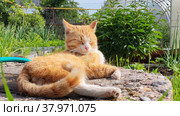 Portrait of a sleeping red cat on the background of a greenhouse on a sunny day. Стоковое видео, видеограф Лилия Фролова / Фотобанк Лори
