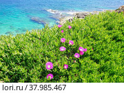 Blooming flower of Carpobrotus Chilensis along coast of Mediterranean sea. Стоковая иллюстрация, иллюстратор Kira_Yan / Фотобанк Лори