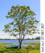 A lonely tree on the shore of Kizhi Island. Onego lake, Karelia, Russia. Стоковое фото, фотограф Михаил Аккуратoв / Фотобанк Лори