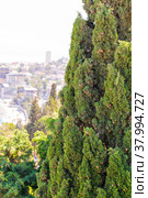 Mediterranean cypress (Cupressus sempervirens) is an evergreen tree native to eastern Mediterranean Basin. Стоковое фото, фотограф Евгений Ткачёв / Фотобанк Лори