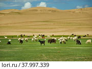 Sands Mongol Els (2019 год). Стоковое фото, фотограф Александр Fanfo / Фотобанк Лори