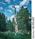 Lonnrot Pine Tree, Kalevala, (2020 год). Стоковое фото, фотограф Александр Fanfo / Фотобанк Лори