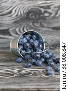Ripe blueberries in a metal bucket. The bucket is overturned, the berries are scattered. On pine boards. Close-up. Стоковое фото, фотограф Vadzim Yakubovich / Фотобанк Лори