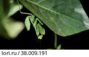 Green Praying Mantis sit on a branch. Close-up of mantis insect. Стоковое фото, фотограф Некрасов Андрей / Фотобанк Лори