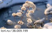 Seashore aster against the background of snow and frozen salt lake. Close-up of the Sea Aster (Tripolium pannonicum) Стоковое фото, фотограф Некрасов Андрей / Фотобанк Лори