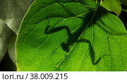 Praying mantis is silhouetted behind a green lilac leaf. Close-up of mantis insect. Backlighting (Contre-jour) Стоковое фото, фотограф Некрасов Андрей / Фотобанк Лори
