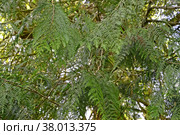 Ветки с хвоей туи гигантской (складчатой) (Thuja plicata Donn ex D.Don) Стоковое фото, фотограф Ирина Борсученко / Фотобанк Лори