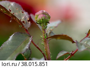 aphid on a rose, a parasite on a young shoot of a rose. Стоковое фото, фотограф Ольга Сейфутдинова / Фотобанк Лори