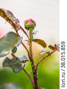 aphid on a rose, a parasite on a young shoot of a rose. Стоковое фото, фотограф Ольга Сейфутдинова / Фотобанк Лори