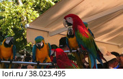 Colorful large parrots on a perch communicate. The concept of tame birds. Стоковое видео, видеограф Ярославский Максим / Фотобанк Лори