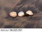 Three shells of surf clams on black volcanic sand. Стоковое фото, фотограф Евгений Харитонов / Фотобанк Лори